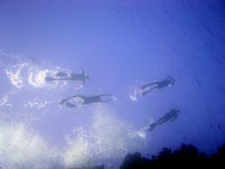 snorkelers, taken from the wall of the Blue Hole in Dahab by Ryan Stafford 